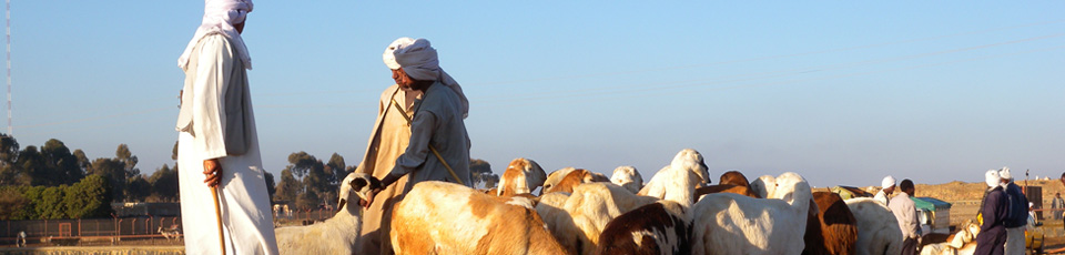 Banner Eritrea