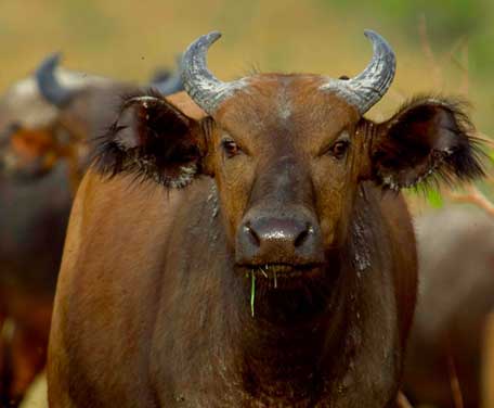 Tiere