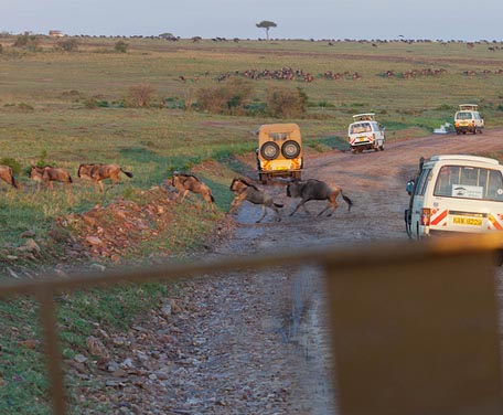 Vorsicht Gnus im Strassenverkehr