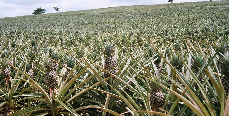 pinapple plantation